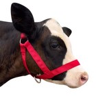  Cow Halter Cattle Halters Calf Halter   adjustable Nylon Livestock Small Red