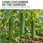 Long Burpless Cucumber Seeds For Planting  100 Seeds For Gardens And Trellises