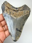 Megalodon Shark Tooth Real Fossil - 4 16    No Restorations Prehistoric Shark