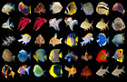 300 Tropical Fish Transparent Png Photoshop Overlays  Isolated Animals Png Files
