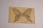 Vintage Tokio Cigarette Butterfly Silk Factory No  649 Ny  inv A 
