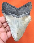 Megalodon Shark Tooth - Real Fossil Shark Teeth 4 42    - No Restorations