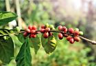  100  Authentic Kona   prime    Green Unroasted Coffee Beans  3 Pounds 