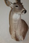 Whitetail Deer Head Shoulder Mount Taxidermy Mount Antler Hunt Rack Mule Hide