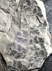Sphenopteris Coemansi -  Beautiful Preserved Carboniferous Fossil  Plant