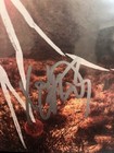 Frank Iero Signed My Chemical Romance Danger Days Vinyl Record Album Jsa Coa
