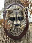 Raccoon Head In Den Wall Mount   Taxidermy