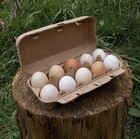 10  Thh Backyard Mix Hatching Eggs Cheap  Npip ai Clean Free Shipping
