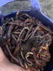 250  Count Live Red Wiggler Earthworms Vermicomposting Garden Red Wrigglers