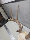Wild 9 Point 120-1  Whitetail Deer Skull European Man Cave Decor Taxidermy Buck