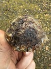 1715 Treasure Fleet Shipwreck Recovered Small Iron Cannonball - Encrusted