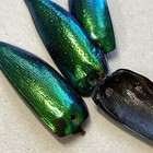 200 Drilled Green Blue Jewel Beetle Elytra Sternocera Insect Wings  Usa Seller