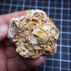 Bivalve Gastropod Granulolabium Turritella Fossils Mollusks Germany Schnecke 101