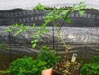 Rareplant Cacti Adenia Perrieri Cutting Boutique Garden Sale 1pcs