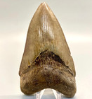 Colorful Excellent Quality Serrated 4 82  Fossil Megalodon Shark Tooth - Usa