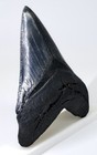 4 68      Megalodon Shark Tooth Real Fossil - No Restorations  - Serrated Megladon