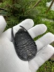 Chinese Old Bronze Hand Casting Trilobite Statue Netsuke Collectable Ornament