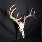 European Real Skull Whitetail Deer Antlers Set Wild Iowa Horns Euro Mount 4x4