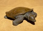 3 4  Old Chinese Purple Copper Fengshui Animal Soft-shelled Turtle Sculpture