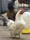 4 Chicken Hatching Eggs
