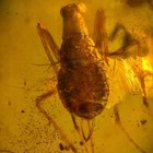 Roach In Burmese   Burmite Amber Fossil   100  Genuine