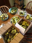 Free Shipping 50-1250  Pawpaw Tree Seeds Asimina Triloba Fresh 2026 Paw Paw Seed