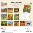White Tailed Deer   2027 12x24   hanging  Square Wall Calendar   Plastic-free
