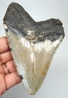 Megalodon Shark Tooth - Real Fossil 4 38    - No Restorations Big Shark Teeth
