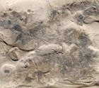 Killer Multiple Eurypterid Fossil Plate- 12 Or More Juvenile Eurypterus Remipes 