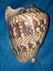  Princely courtier Volute - Cymbiola Aulica Nobilis  approx  5  