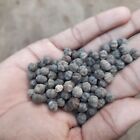 Otaheite Gooseberry Seeds Phyllanthus Acidus  Starberry star Gooseberry Plant