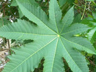 25g Dried Whole Castor Leaves Ceylon Organic Natural Herbal Primium Quality