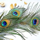 10 Pcs Peacock Feathers In Bulk 16-18inch Bulk For Diy Craft Vase