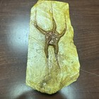 Large Fossil Starfish Geocoma Carinata From Morocco 150 Million Years Old