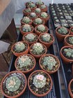  Rare Cactus  Seed Grown  Flowering And Fruiting