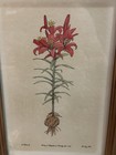 17th Century Hand Colored Botany Engraving - Liliu  Flauum