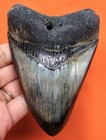Megalodon Shark Tooth - 4 29  - Shark Teeth - Real Fossil - No Restorations