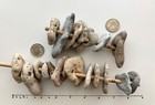 20 Natural Holey Beach Rocks Hag Stones Adder Large Hole Fairy Wish Mystical Q3b
