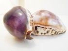 2 Large Purple Top Tiger Cowrie Shells Seashell 3  Beach Crafts Nautical Decor