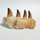 Mosasaur Jaw Fragment With Teeth Fossil     Marine Reptile Cretaceous Specimen