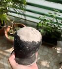 1 Unit  1 4kg  Dino Egg Artisanal Coconut Sea Salt Bohol Origin Philippines -dhl