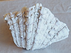 Beautiful Large Clam Seashell - Beach-coastal Decor- Shell Collects Gift- Clam 