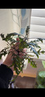 Hygrophila Pinnatifida Live Aquarium Plant  3 Stems 
