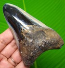 Megalodon Shark Tooth - Real Fossil - 3 66    Jaw Shark Teeth No Restorations