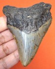 Megalodon Shark Tooth Real Fossil - 2 97     Shark Teeth - No Restorations