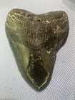 Megalodon Teeth Set Of 3 No Restoration Found At Nc Coast