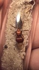 Pogonomyrmex Badius Queen With Brood   Florida Harvester Ant  feeder 