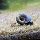 Ramshorn Snails Assorted Colors  40 Pack  Live Freshwater Snail Algae Eaters