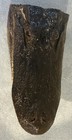 Genuine Alligator Head  Xl 14-15     American Alligator Taxidermy 