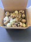Mini Skulls 40 Set Plastic Garden halloween skeleton trendy Decor 
